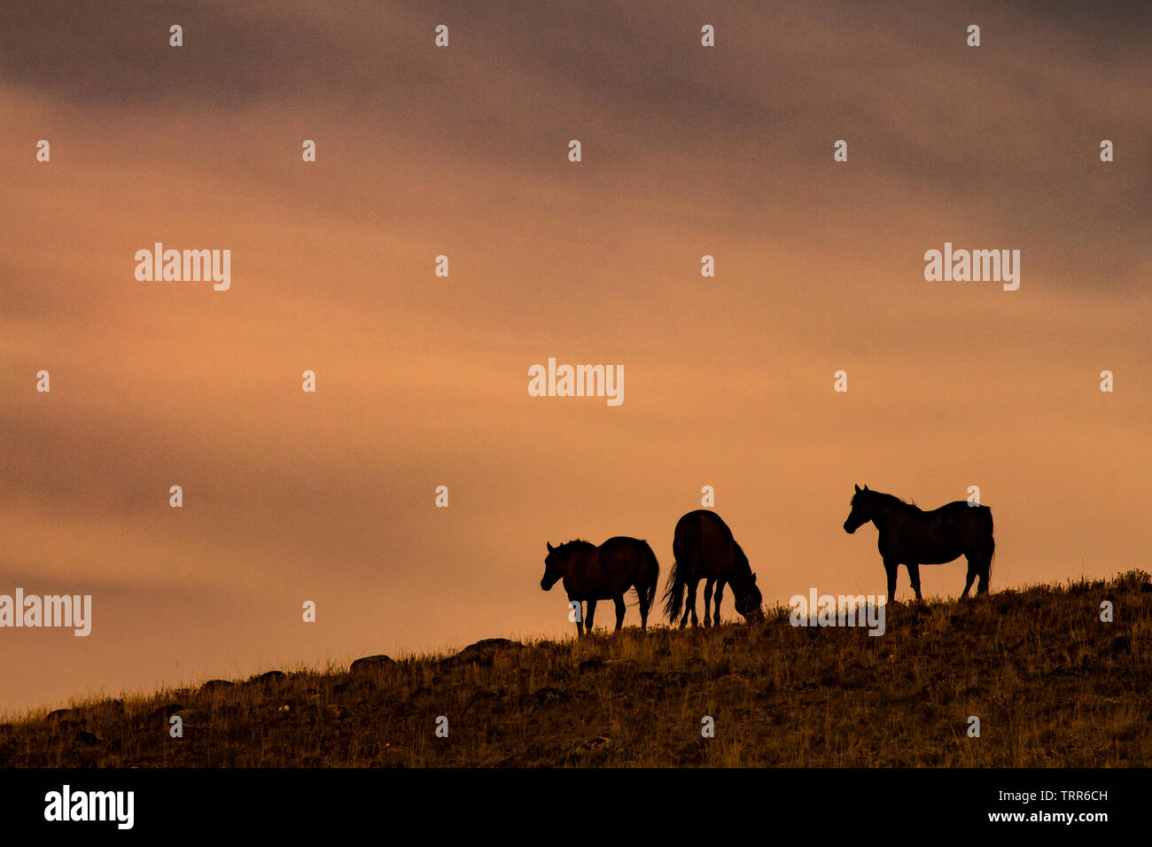 Absaroka horses hi-res stock photography and images - Alamy