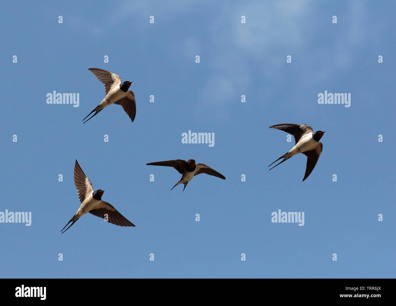 Swallows in flight Stock Photo Alamy