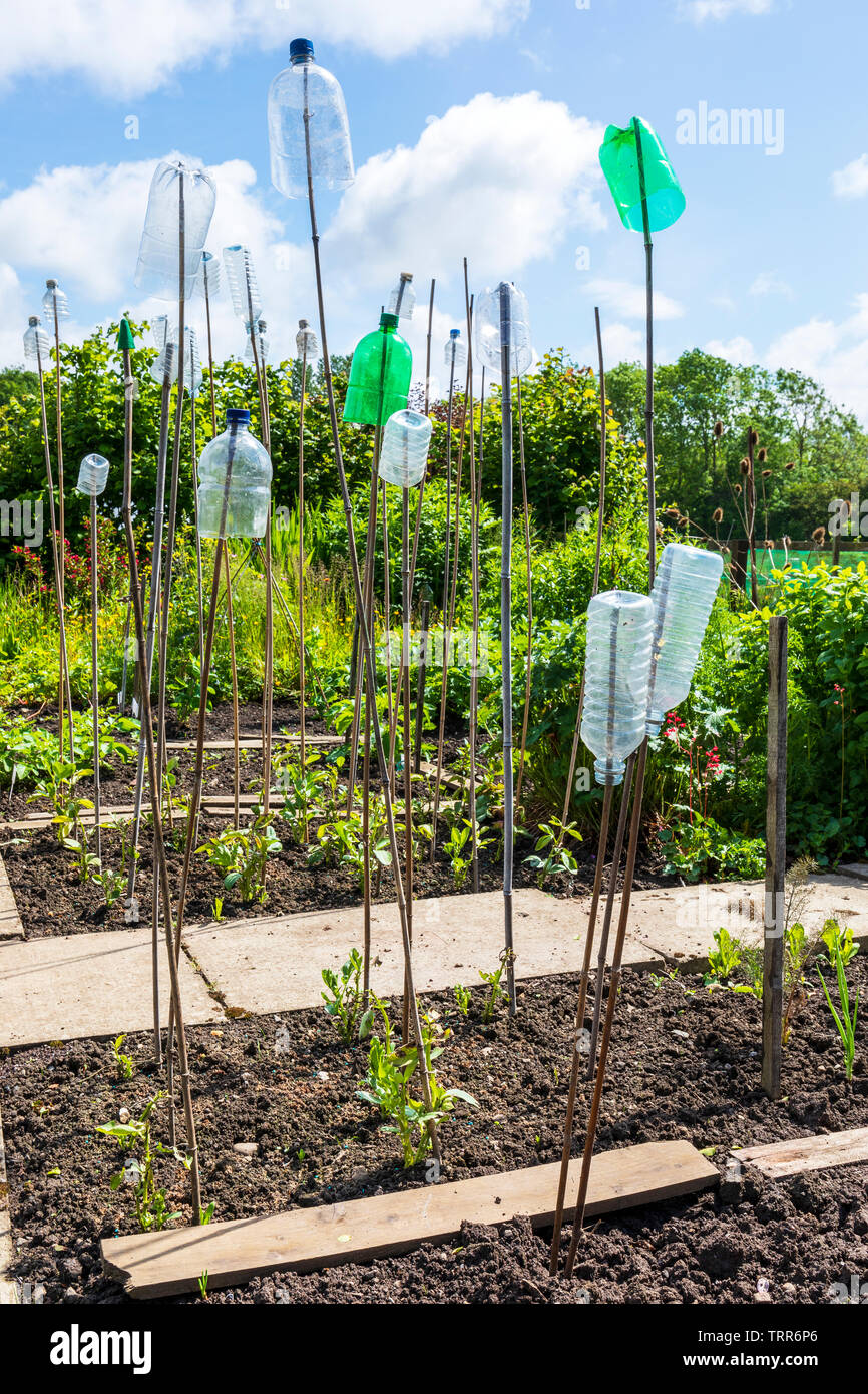 Plastic bottles and canes used to scare off birds and insects and protect growing plants in a garden, Kilwinning, Eglington Growers, Scotland, Stock Photo