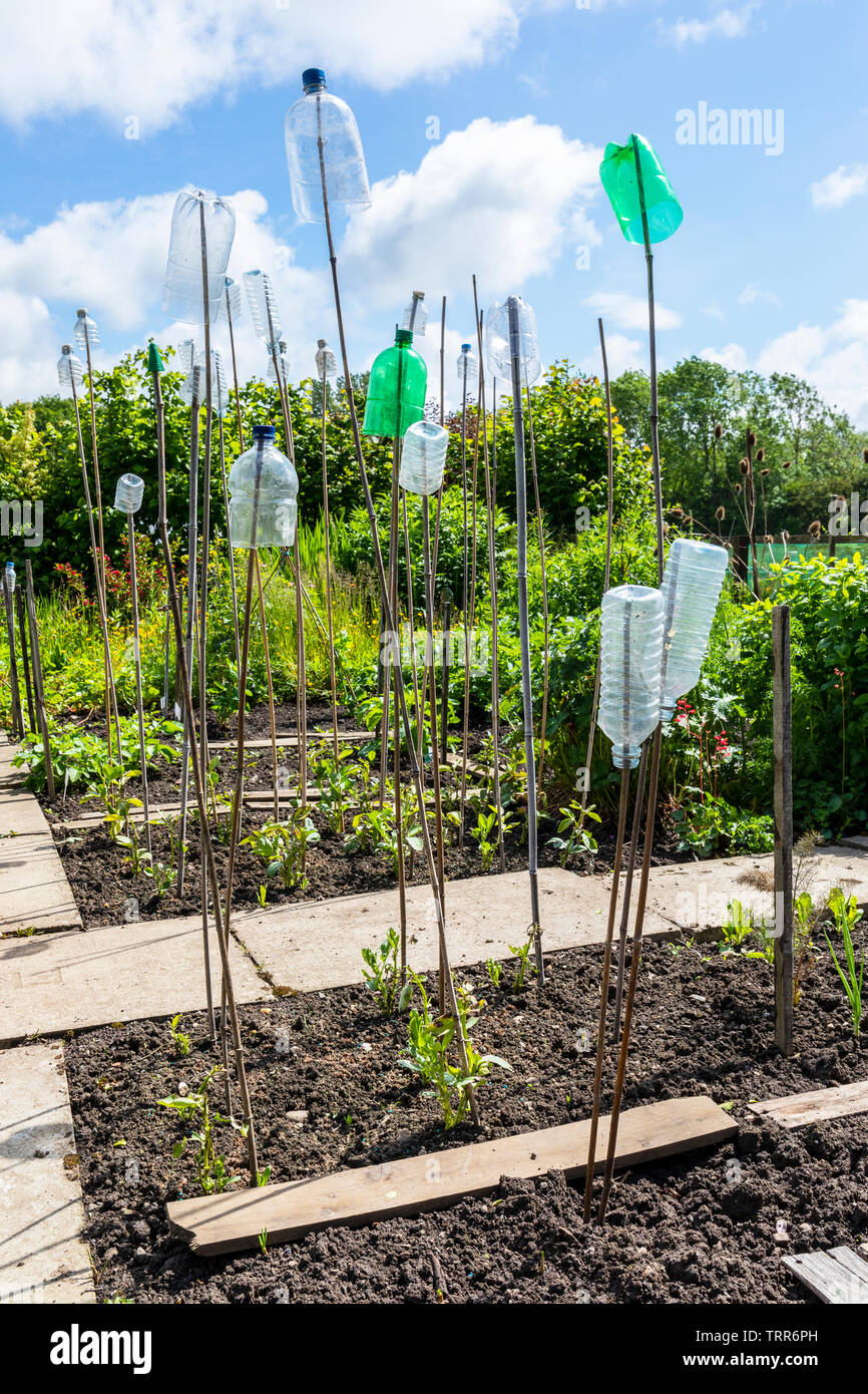 Plastic bottles on canes used to scare off birds and insects above growing plants in a garden at Eglington Growes allotments, kilwinning, Ayrshire, Sc Stock Photo