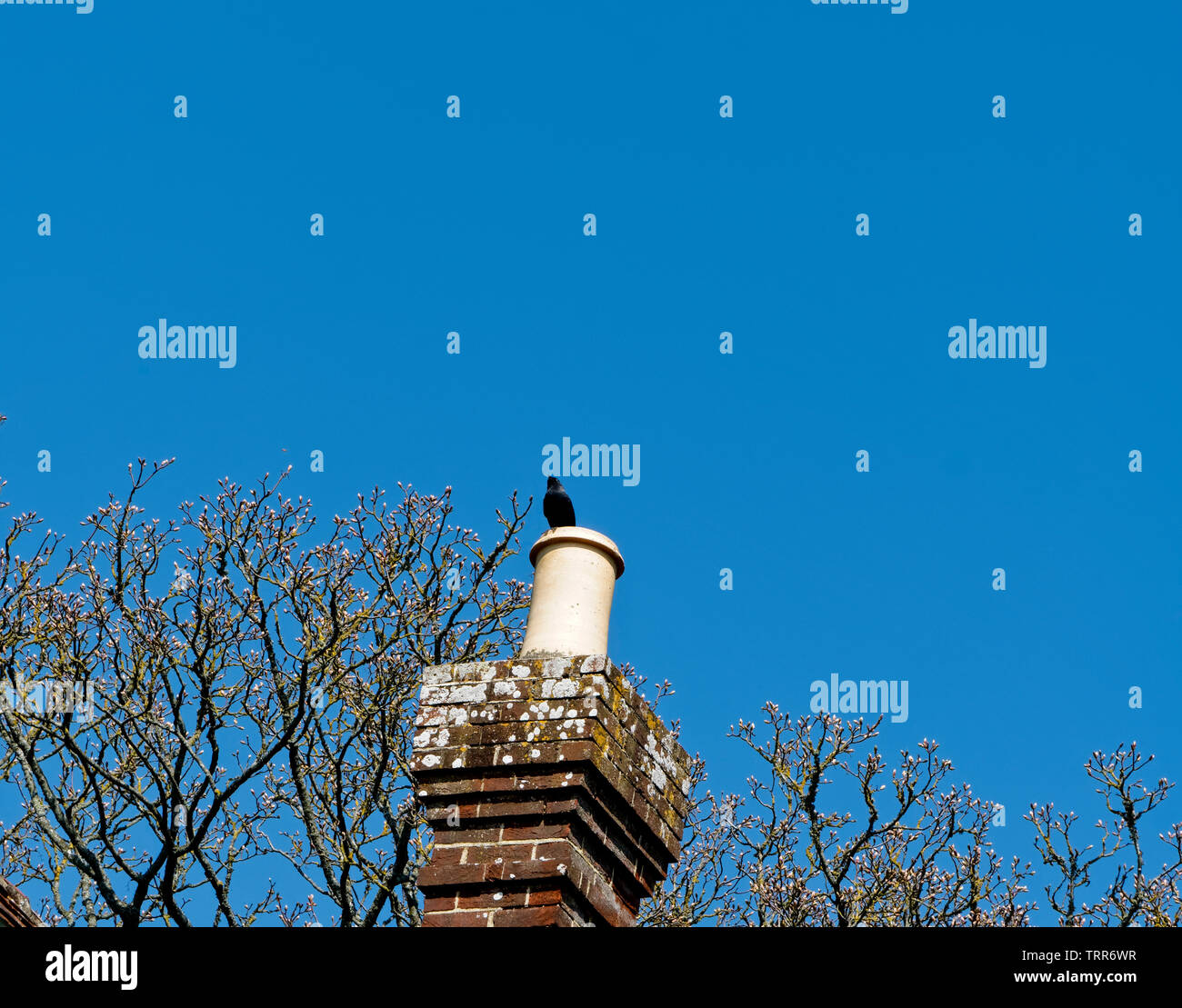 Jackdaw on a chimney Stock Photo
