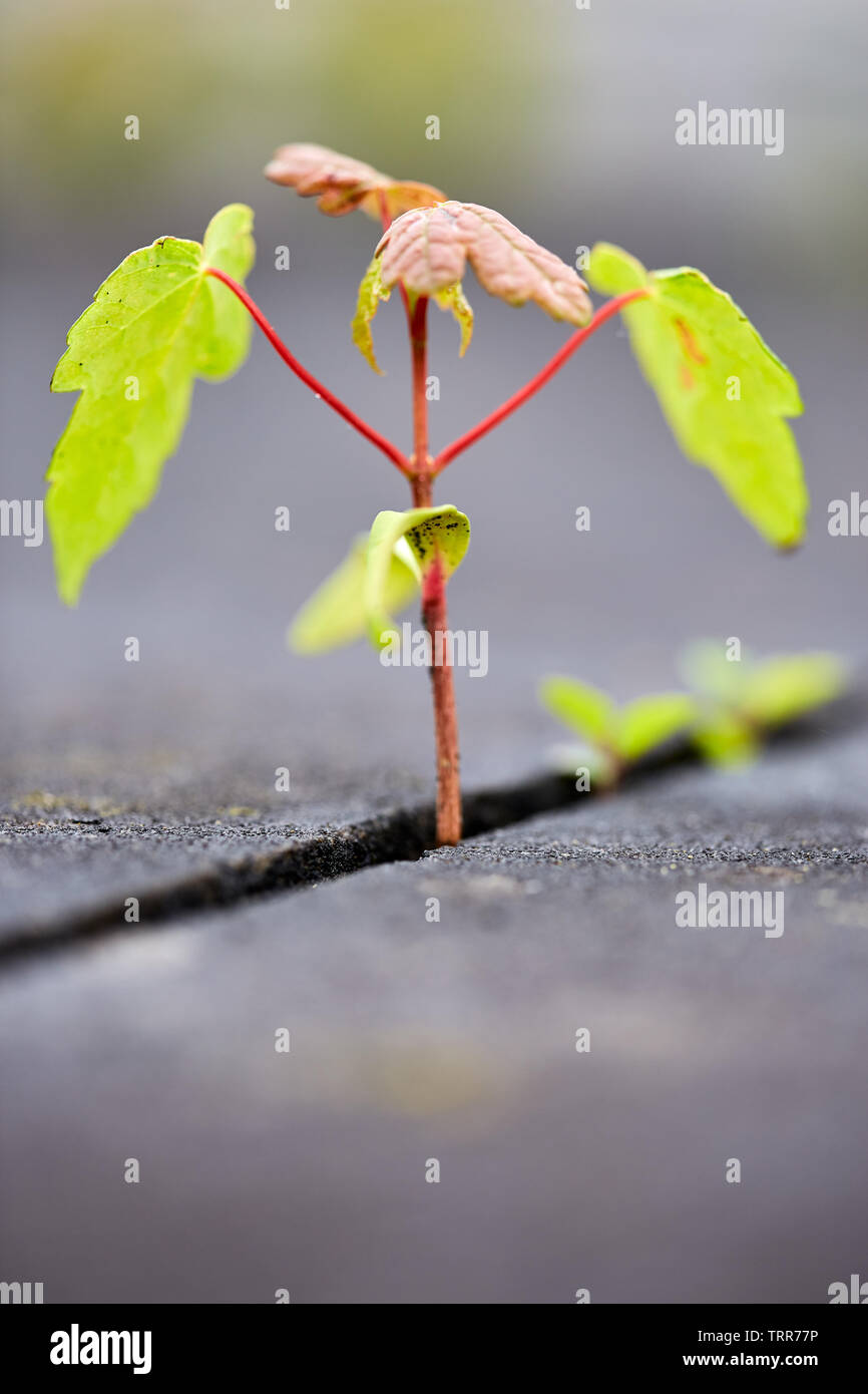 Young tree between concrete Stock Photo - Alamy