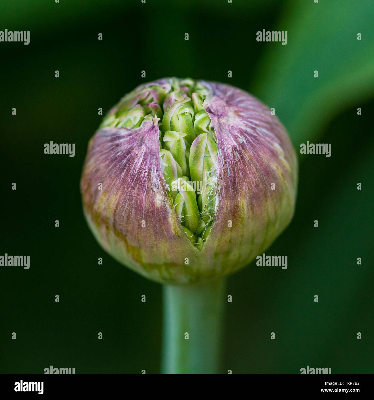 A macro shot of an allium flower bud. Stock Photo