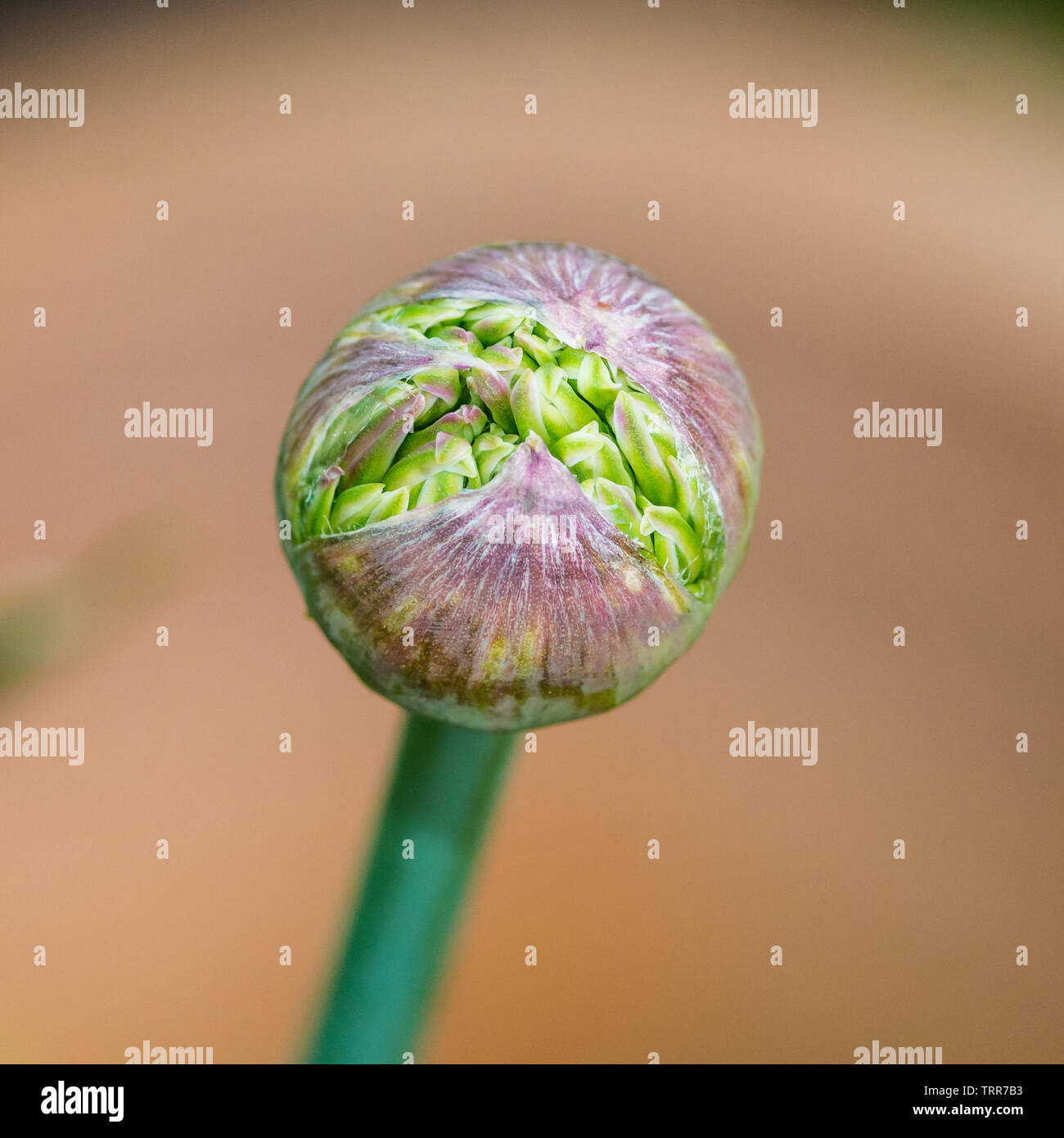A macro shot of an allium flower bud. Stock Photo