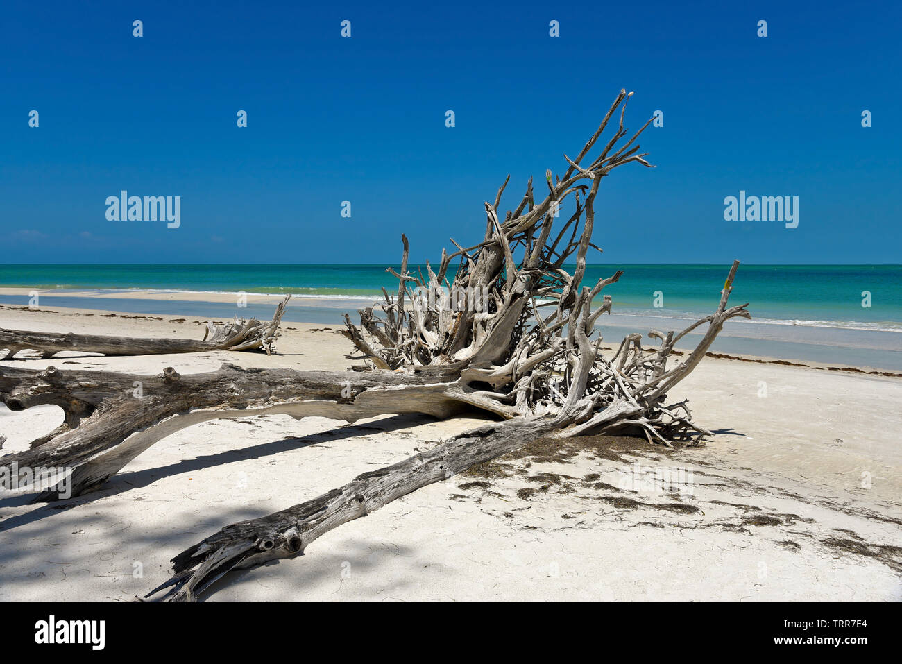 Beautiful Weathered Driftwood on the beach of Beer Can Island Longboat
