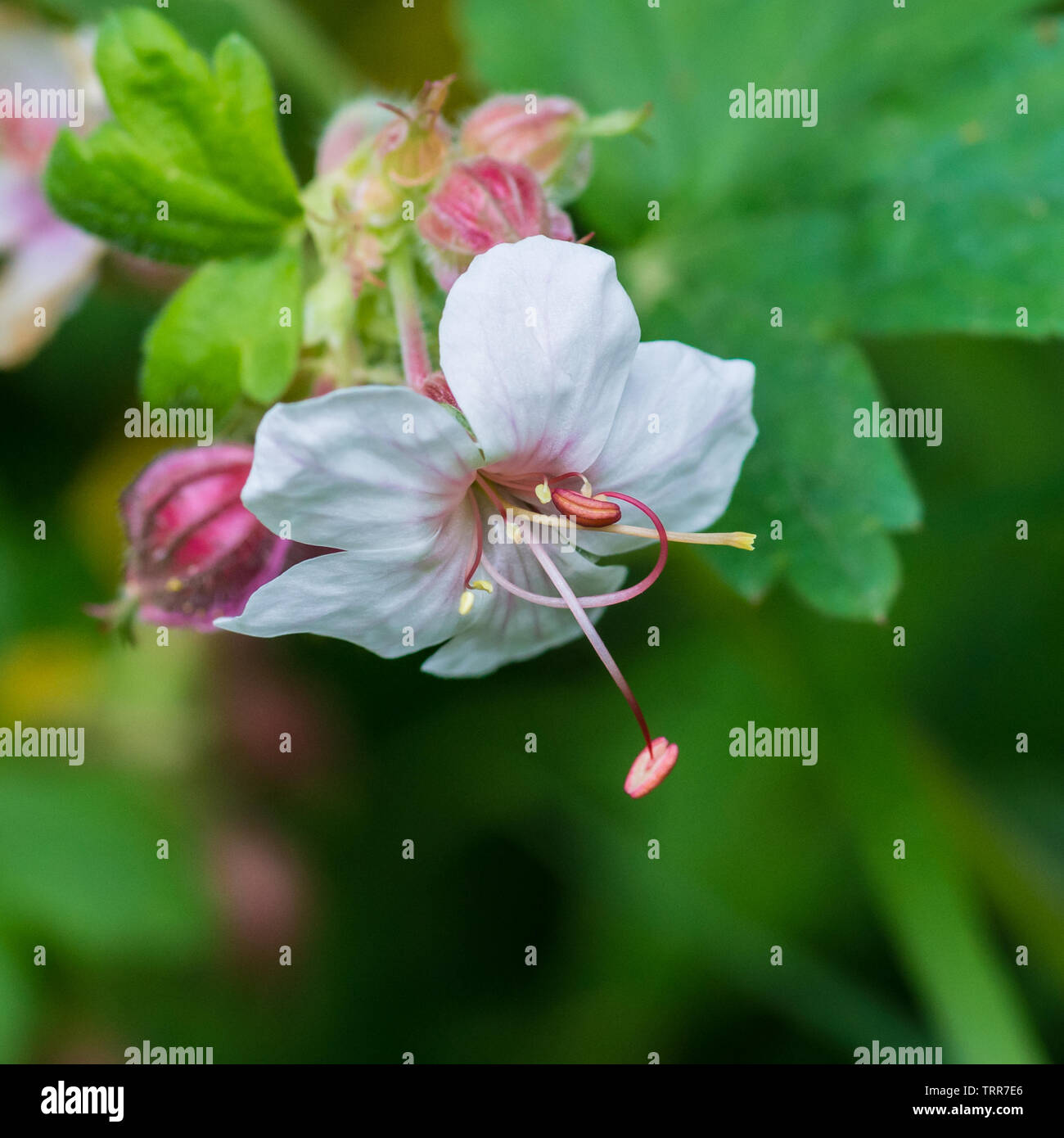 A macro shot of a geranium macrorrhizum bloom. Stock Photo