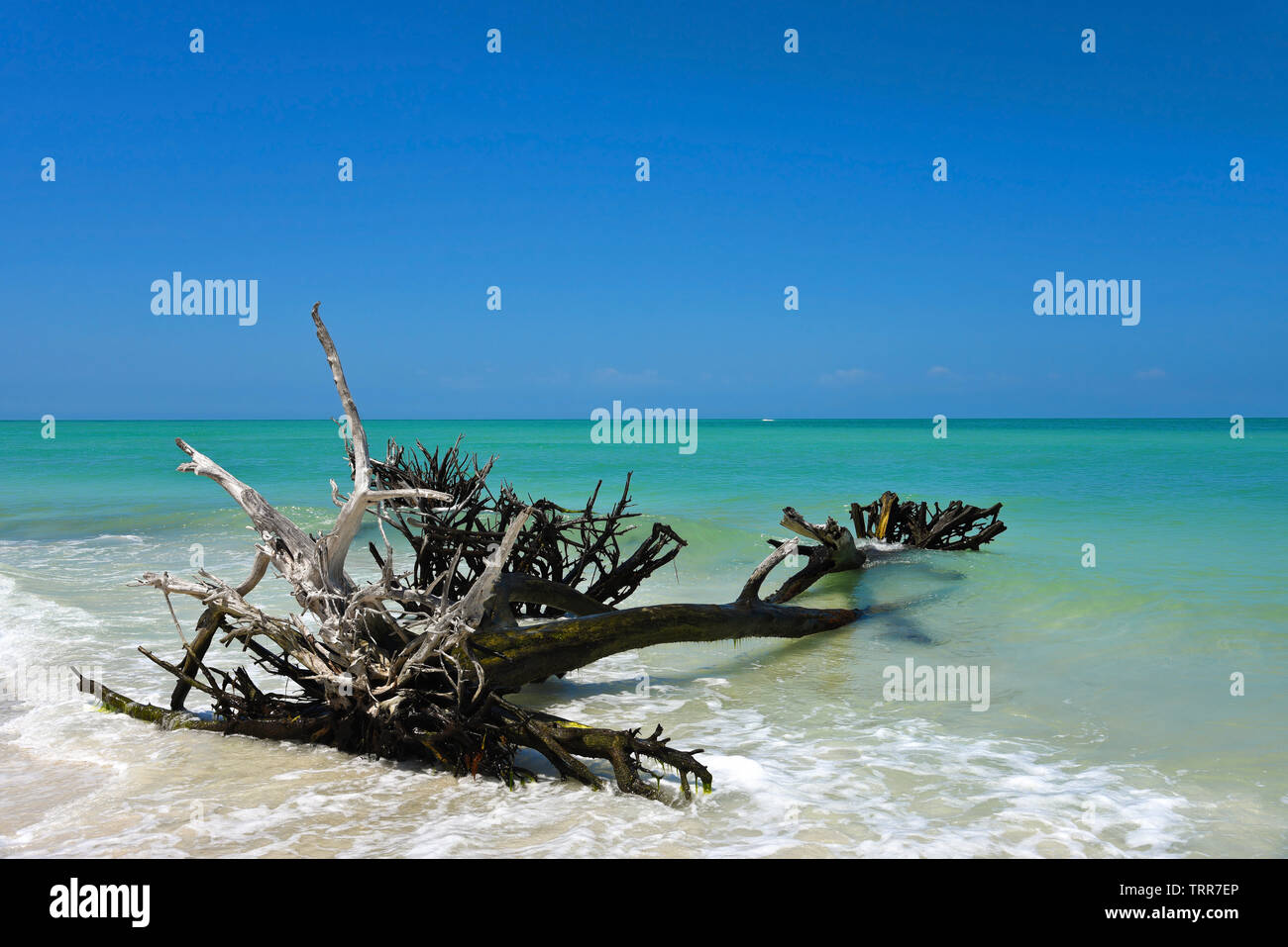 Beautiful Weathered Driftwood on the beach of Beer Can Island Longboat