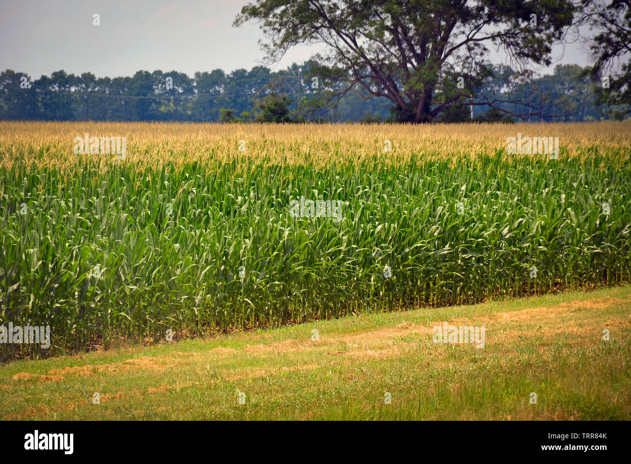 Roadside acreage of corn plants growing in the fertile soil of