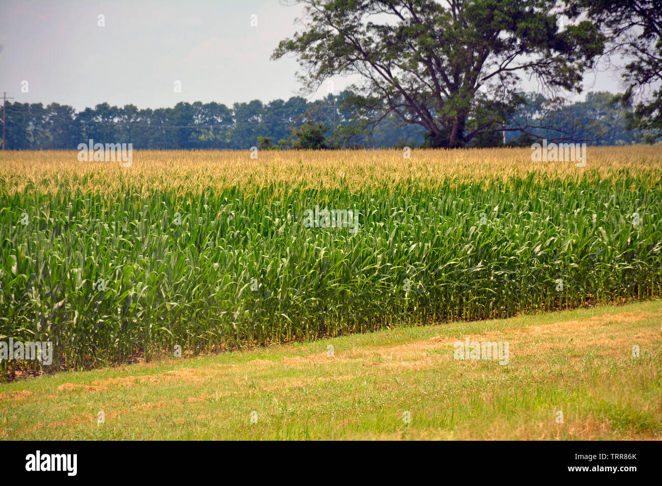 Rural mississippi hires stock photography and images Alamy