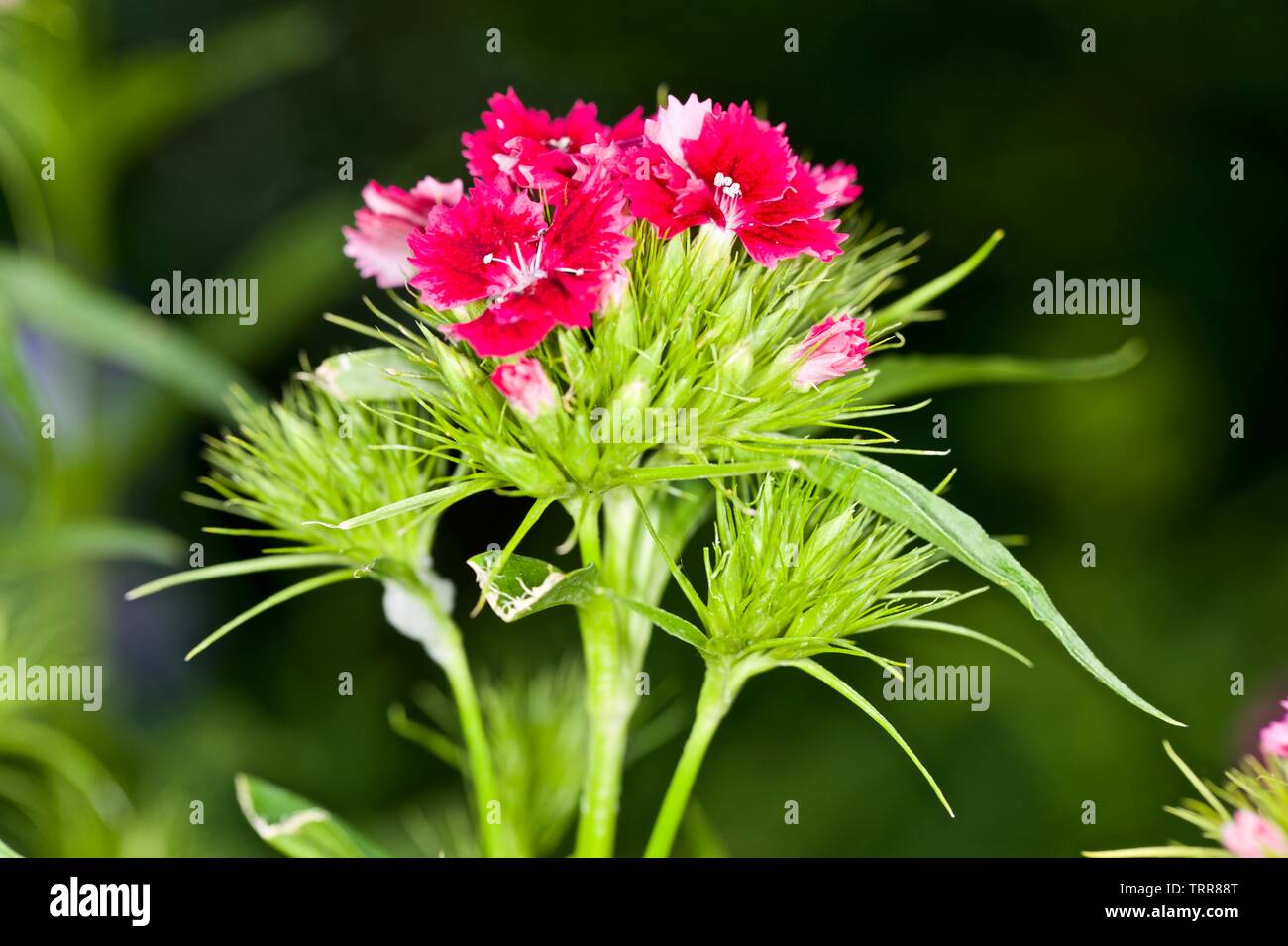 Sweet William, Dianthus barbatus Stock Photo