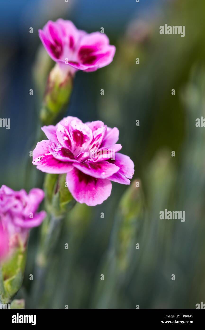 Dianthus ‘EverLast Burgundy Blush’ Stock Photo