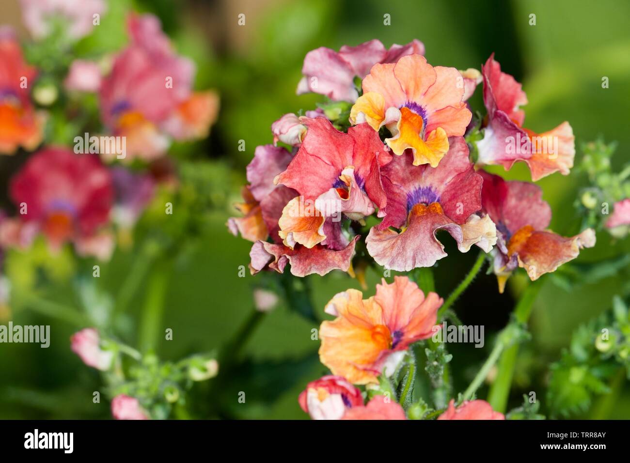 Nesia tropical hires stock photography and images Alamy