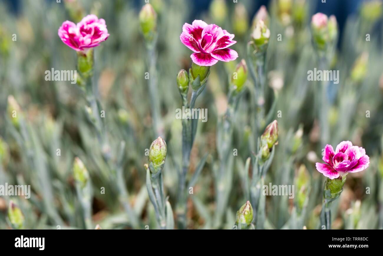Dianthus ‘EverLast Burgundy Blush’ Stock Photo