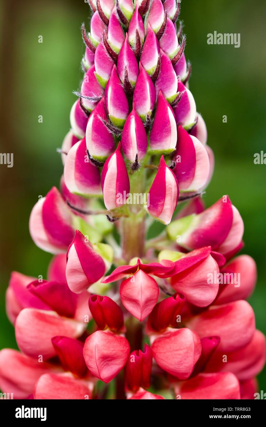 Lupinus 'Gallery Red' (Gallery Series) lupin Stock Photo Alamy