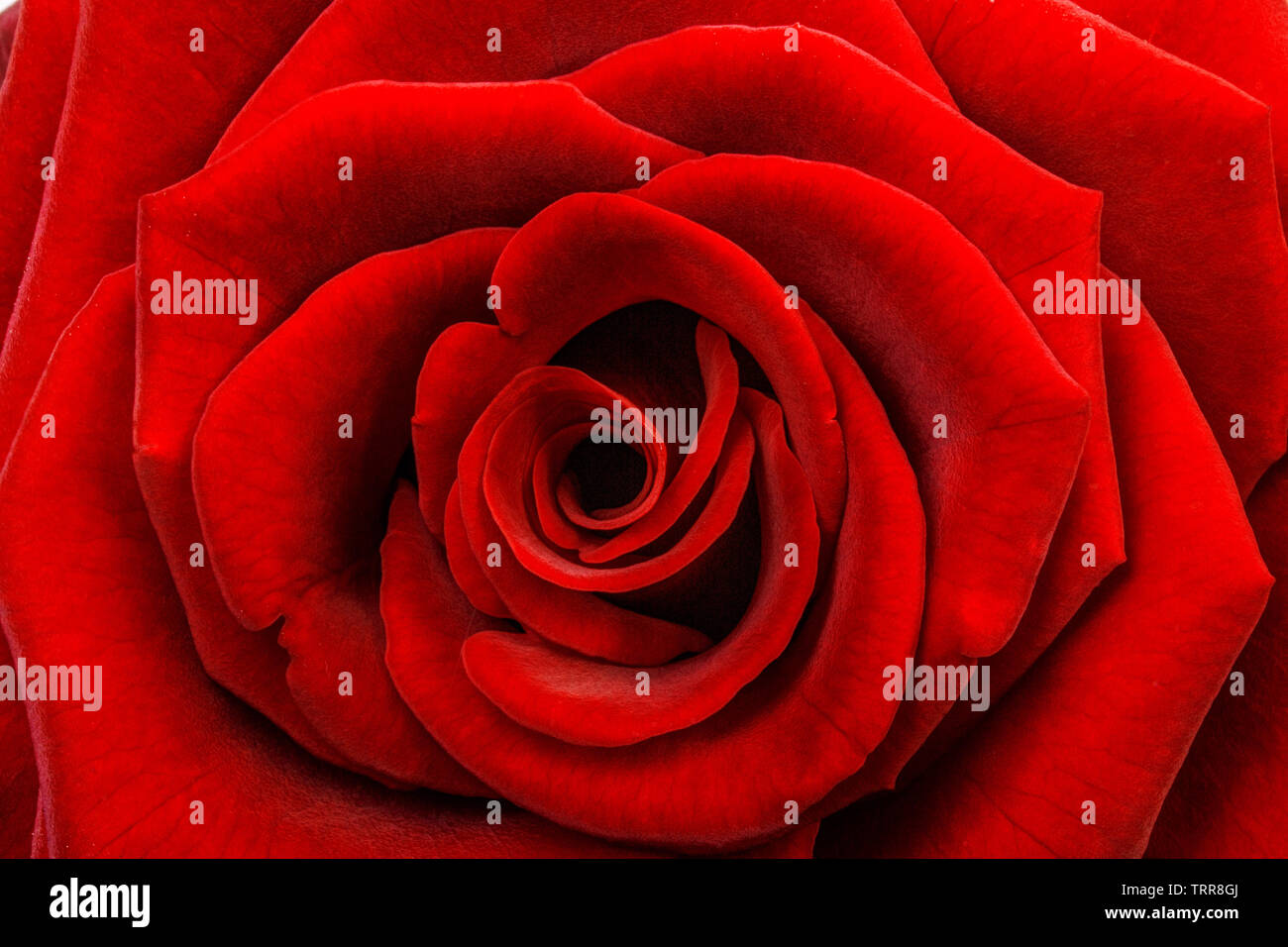 A close up macro shot of a red rose background Stock Photo
