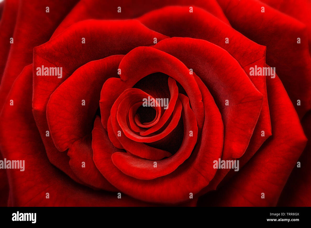 Close up rose decoration hi-res stock photography and images - Alamy