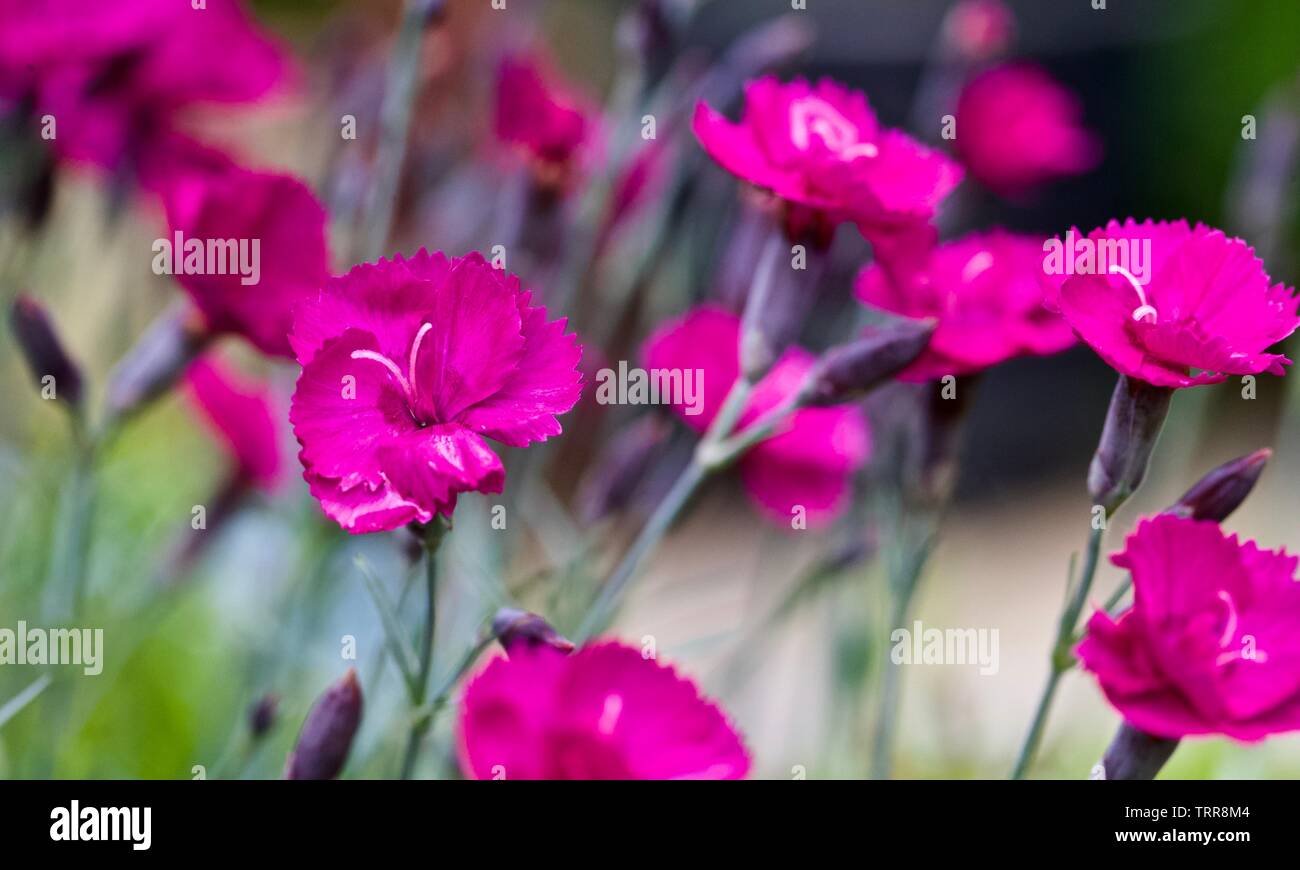 Dianthus ‘EverLast Burgundy Blush’ Stock Photo