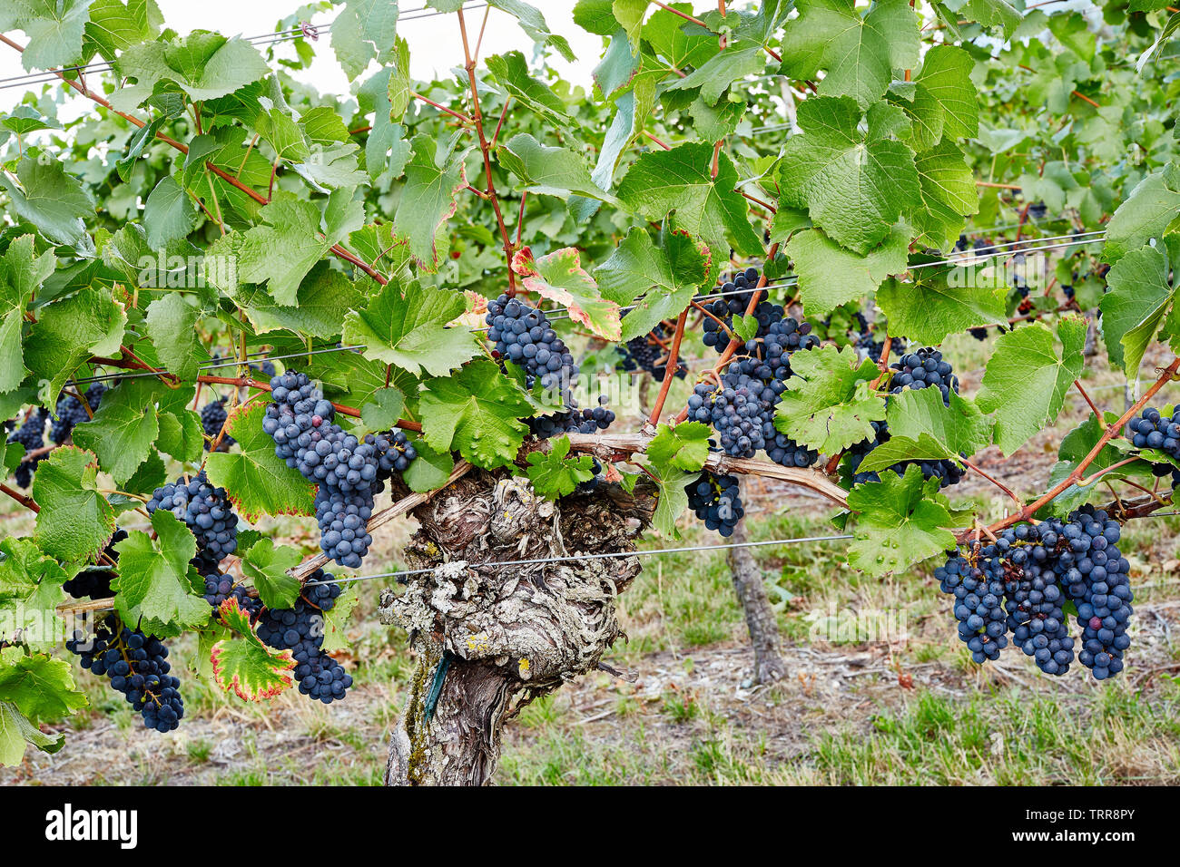 Grapes shortly before ripening Stock Photo Alamy
