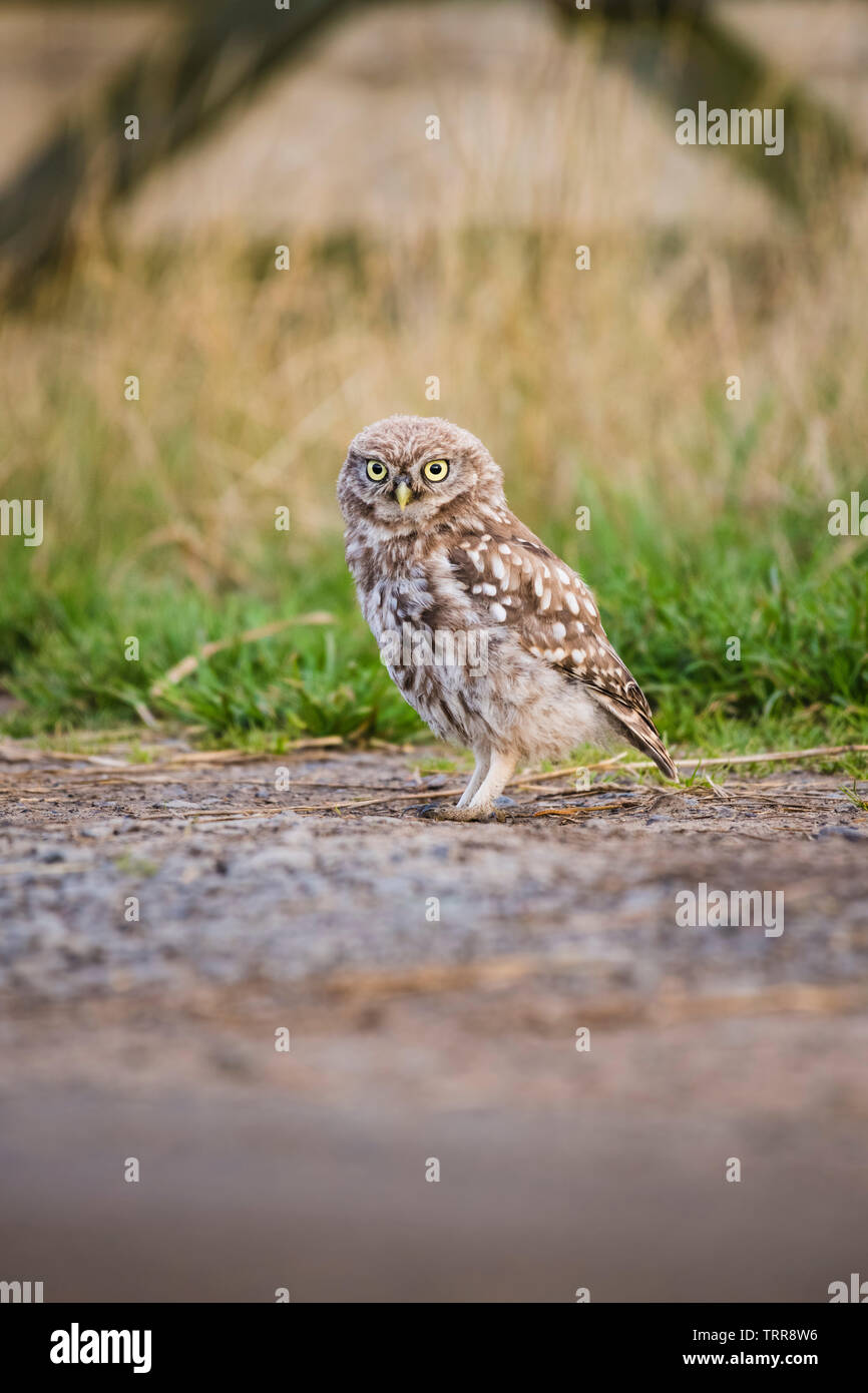 Early morning sunrise with Little owl sitting on the ground watching what's going on in the farmers field. Stock Photo