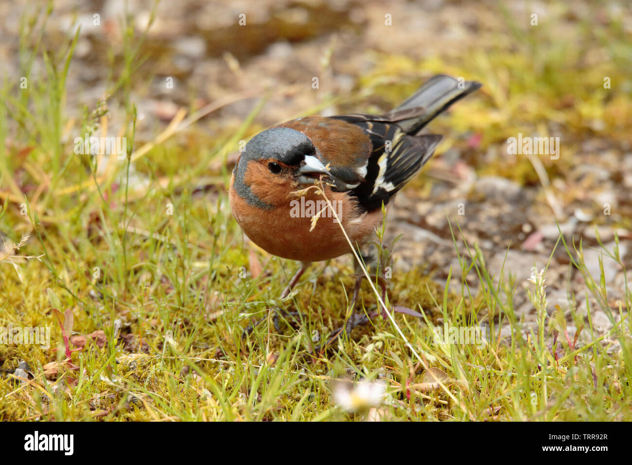 Chaffinch eating grass seed Stock Photo Alamy