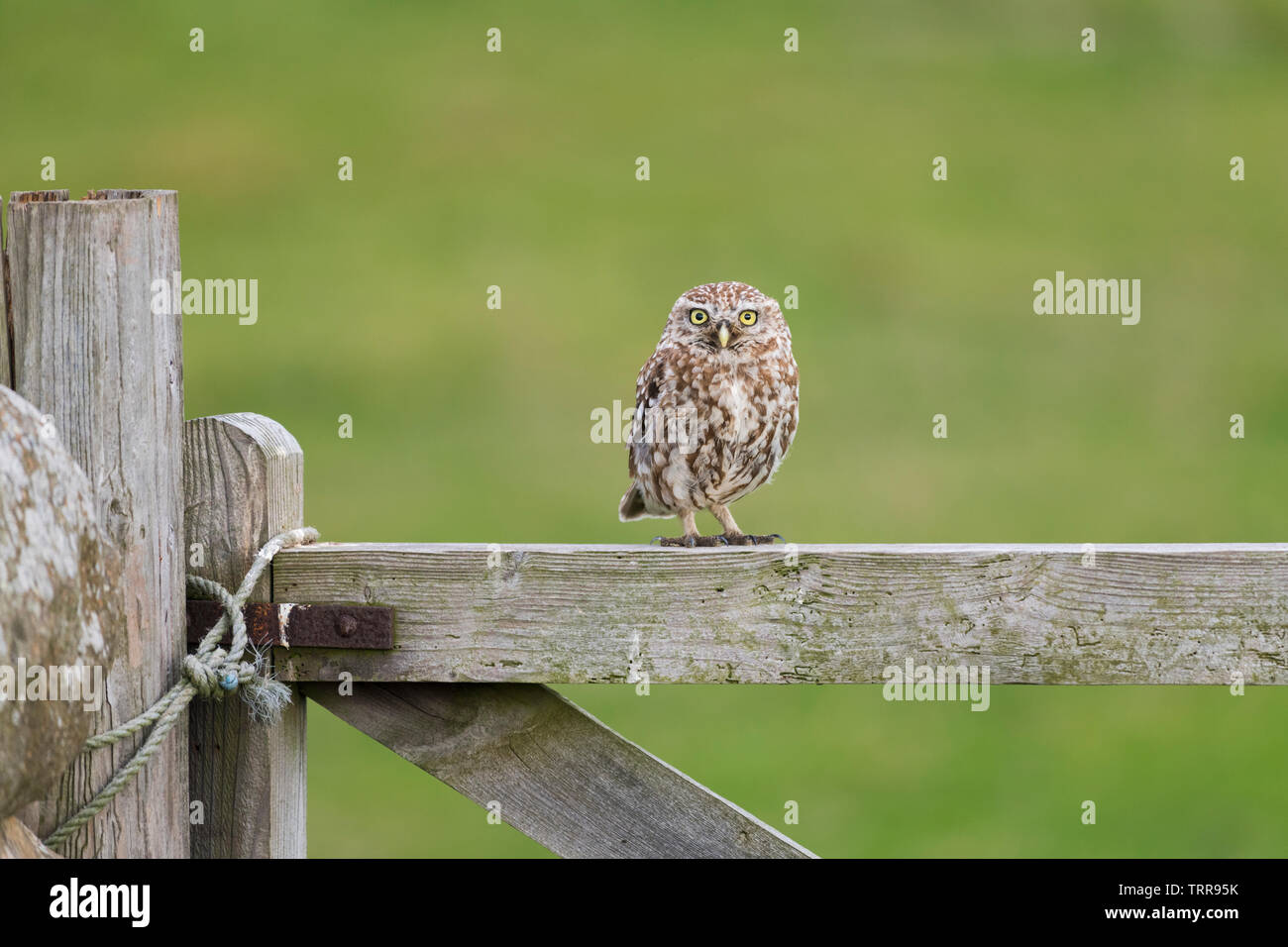 Early morning sunrise with Little owl sitting on the fence & gate watching what's going on in the farmers field. Stock Photo