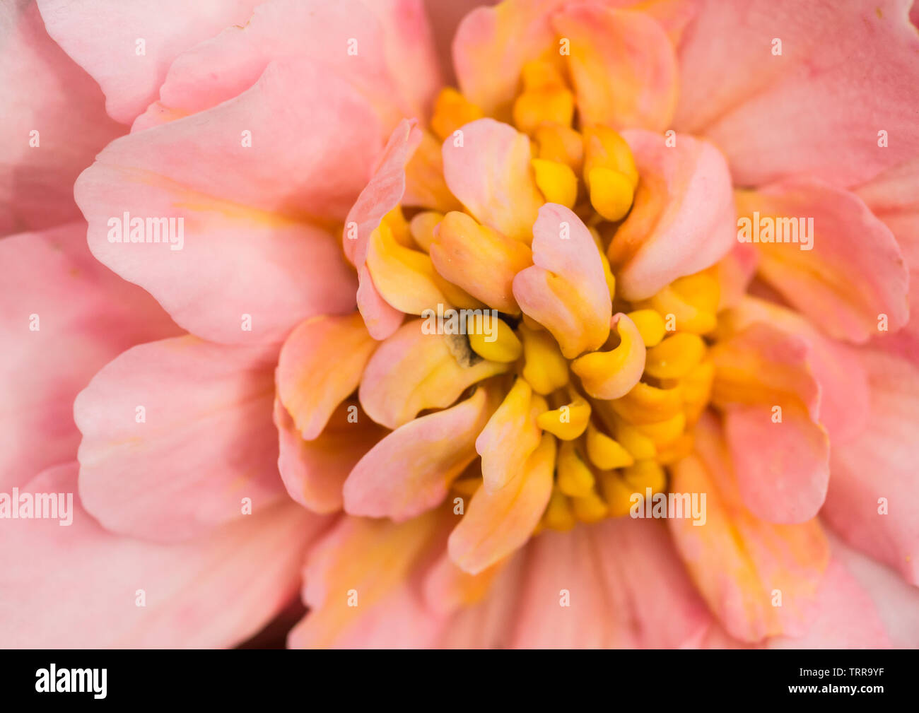 A macro shot looking inside a begonia bloom. Stock Photo