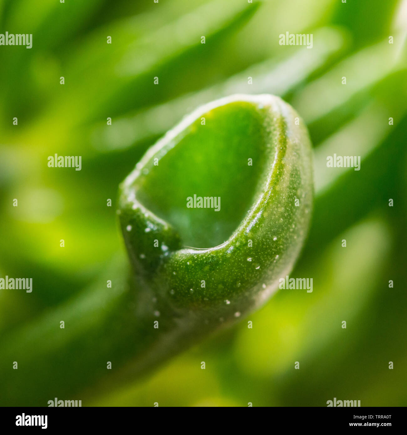 A macro shot of an ogre ears succulent plant. Stock Photo