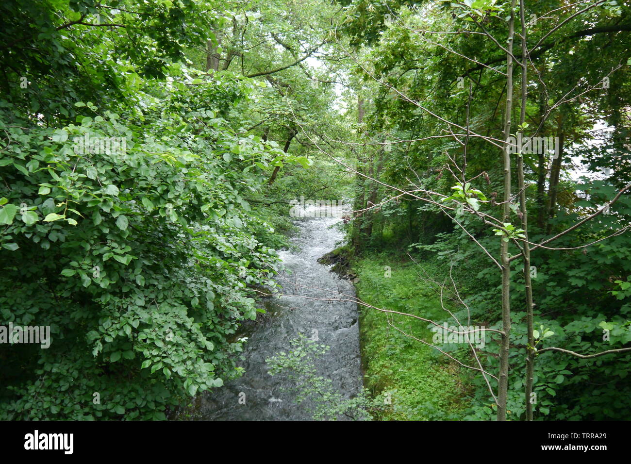 Beautiful green location with a little river Stock Photo Alamy