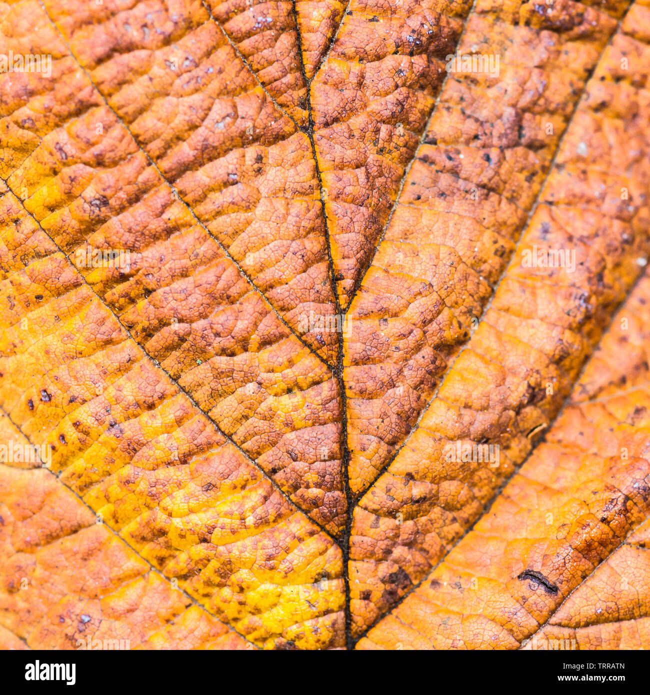 A macro shot of a decaying fallen twisted hazel tree leaf Stock Photo