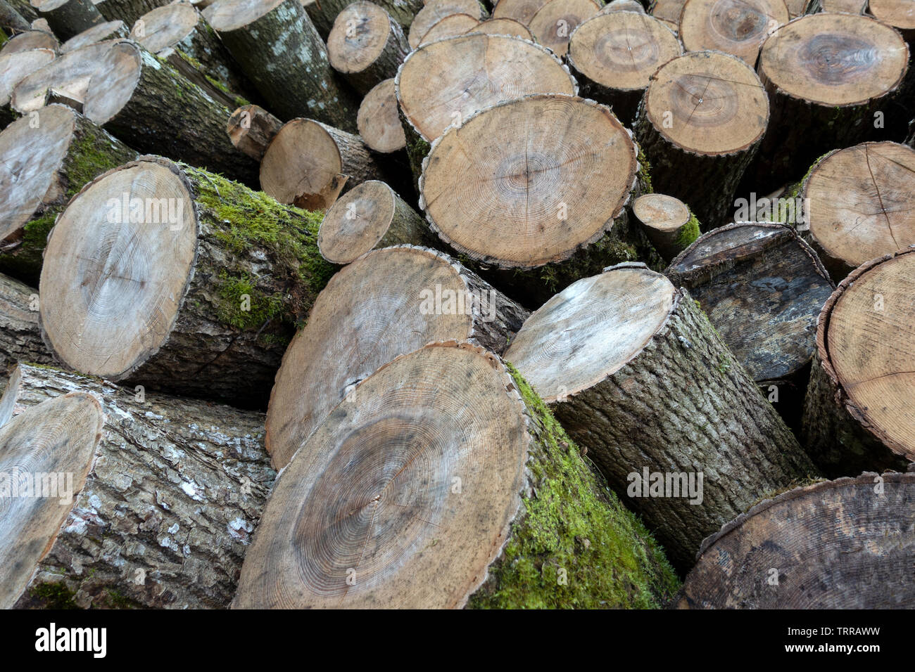 Wood storage with disordered tree trunks Stock Photo