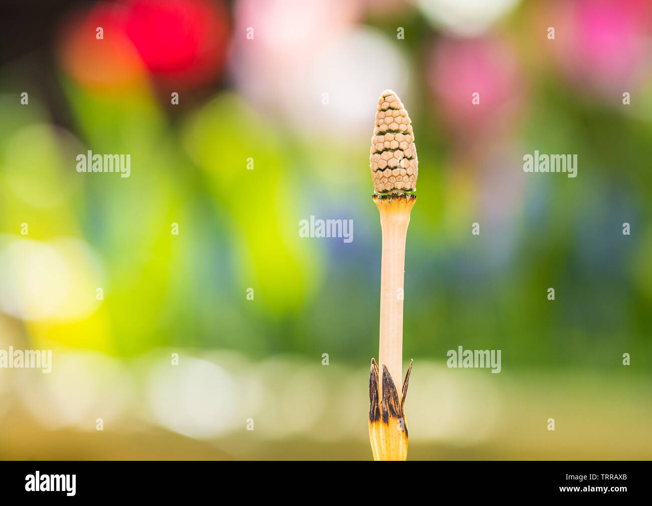 A macro shot of a horsetail grass strobilus. Stock Photo