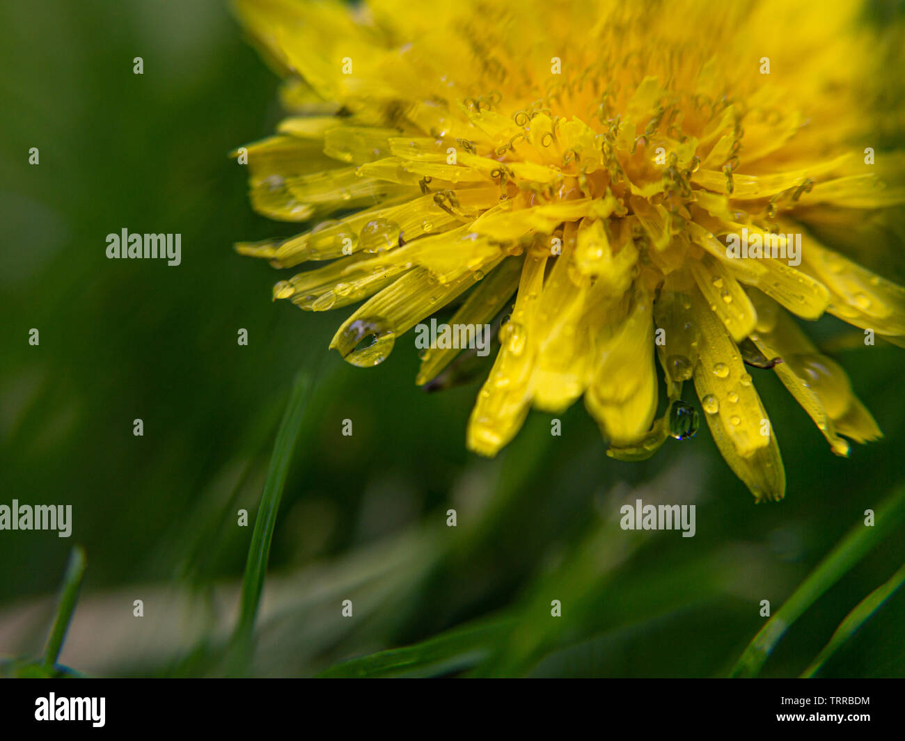 Raindrops on flower Stock Photo