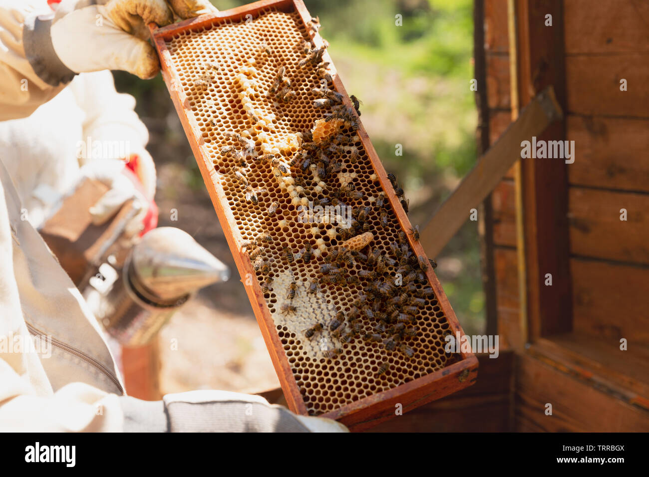 Beekeeper is working with bees and beehives on the apiary. Stock Photo