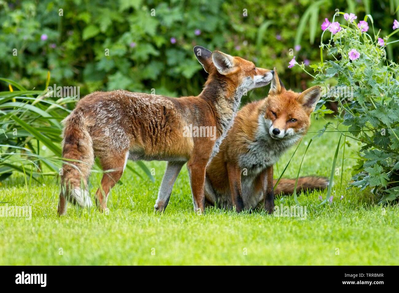 11th Jun 2019. This is the adorable moment a female Red fox (Vulpes vulpes) groomed her mate this evening in East Sussex. The foxes are regular visitors to the garden and often bring their two cubs with them.East Sussex,UK.Credit: Ed Brown/Alamy Live News Stock Photo