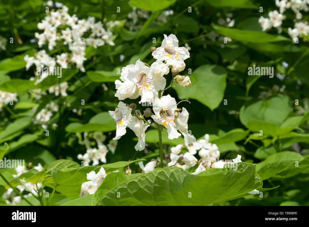 Catalpa speciosa white flowers and green leaves. Stock Photo