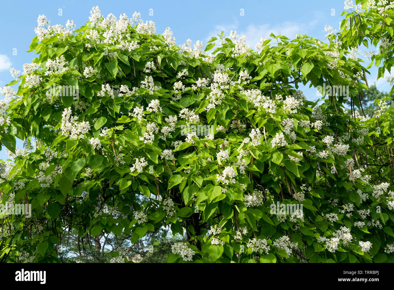 Catalpa speciosa white flowers and foliage. Stock Photo
