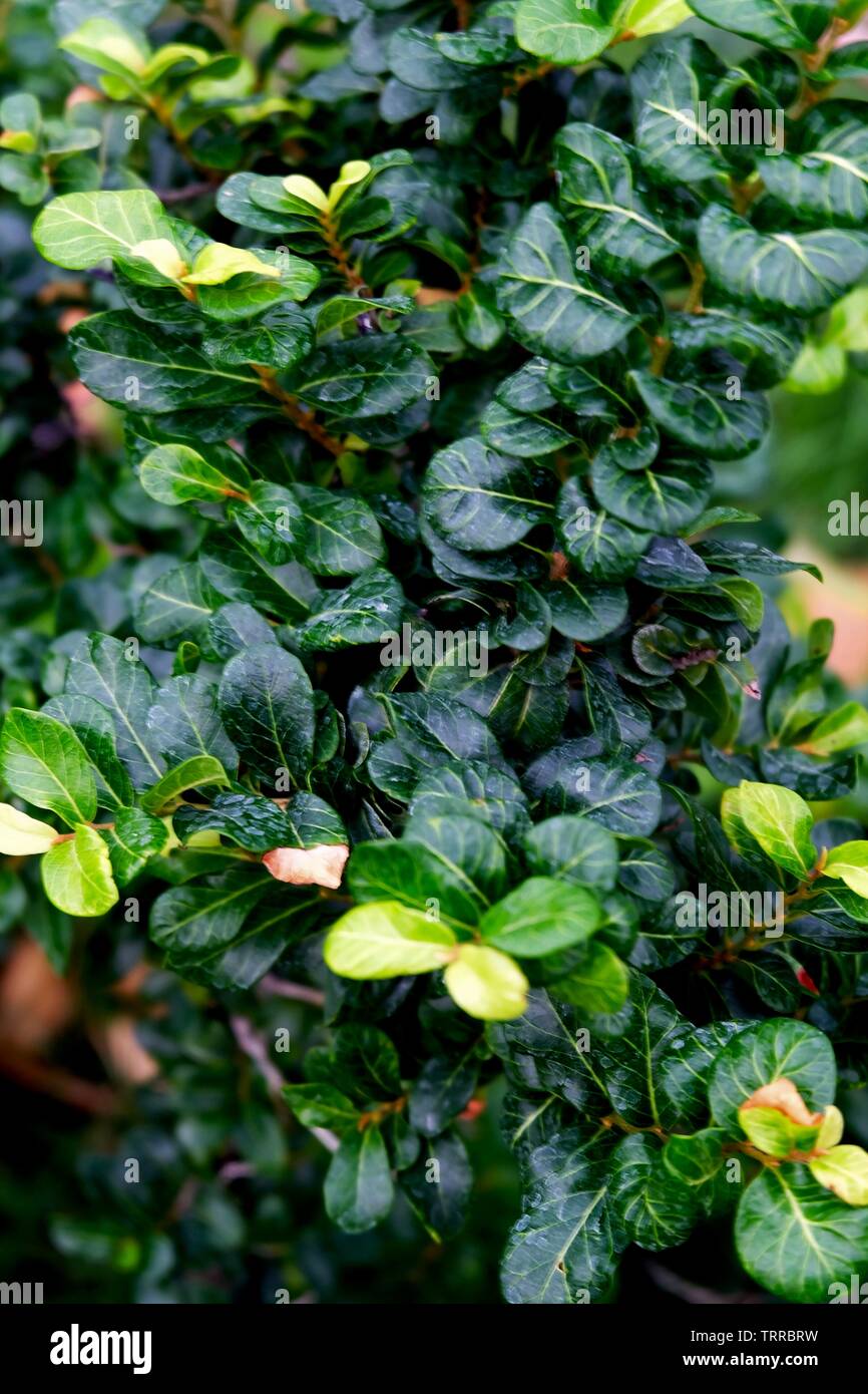 Environment Concepts, Carmona Retusa, Fukien Tea Tree or Philippine Tea Tree in The Green Garden. Stock Photo