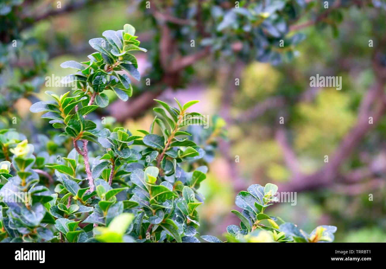 Environment Concepts, Carmona Retusa, Fukien Tea Tree or Philippine Tea Tree in The Green Garden. Stock Photo