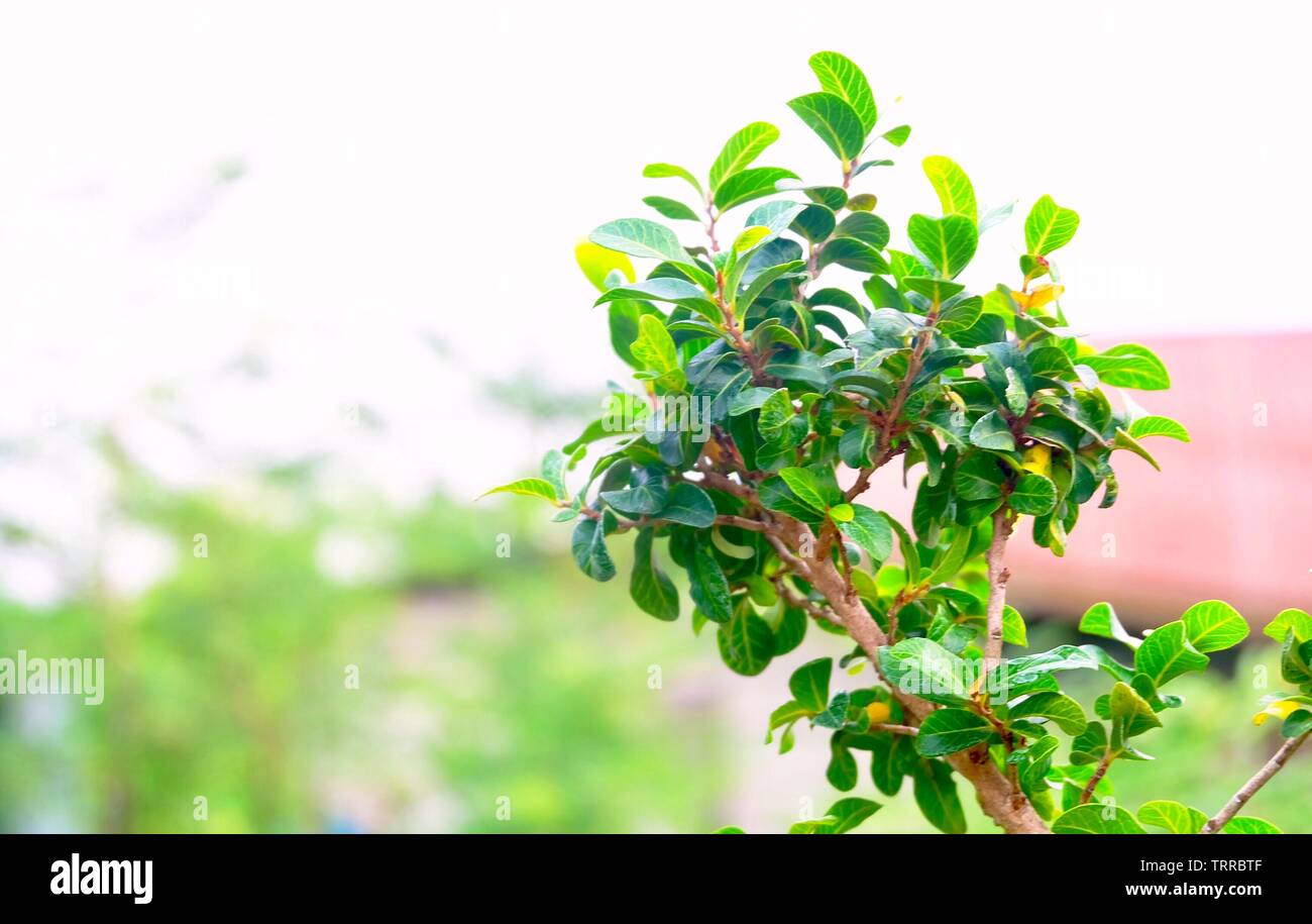 Environment Concepts, Carmona Retusa, Fukien Tea Tree or Philippine Tea Tree in The Green Garden. Stock Photo