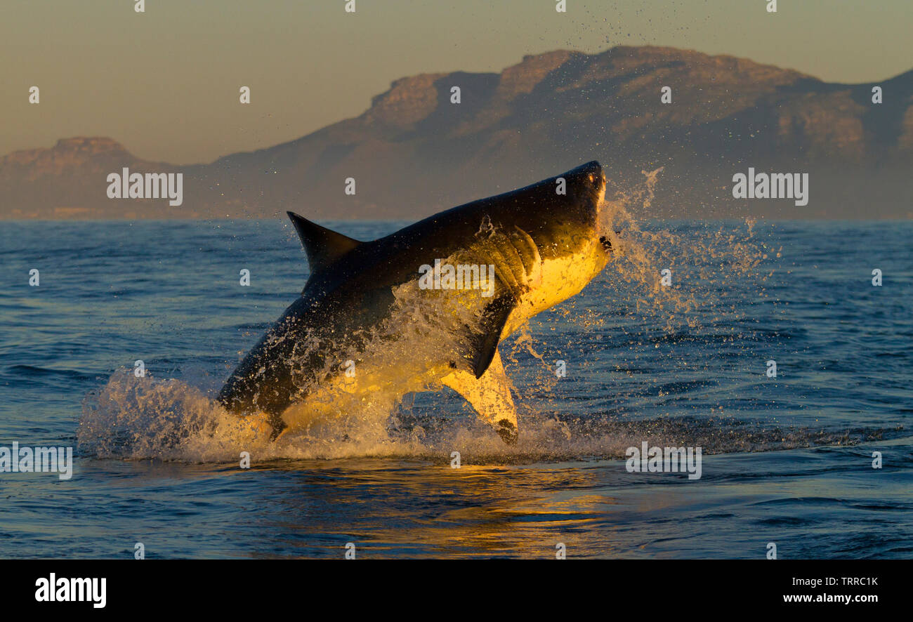 GREAT WHITE SHARK GRAN TIBURON BLANCO(Carcharodon carcharias), Seal Island, False Bay, South