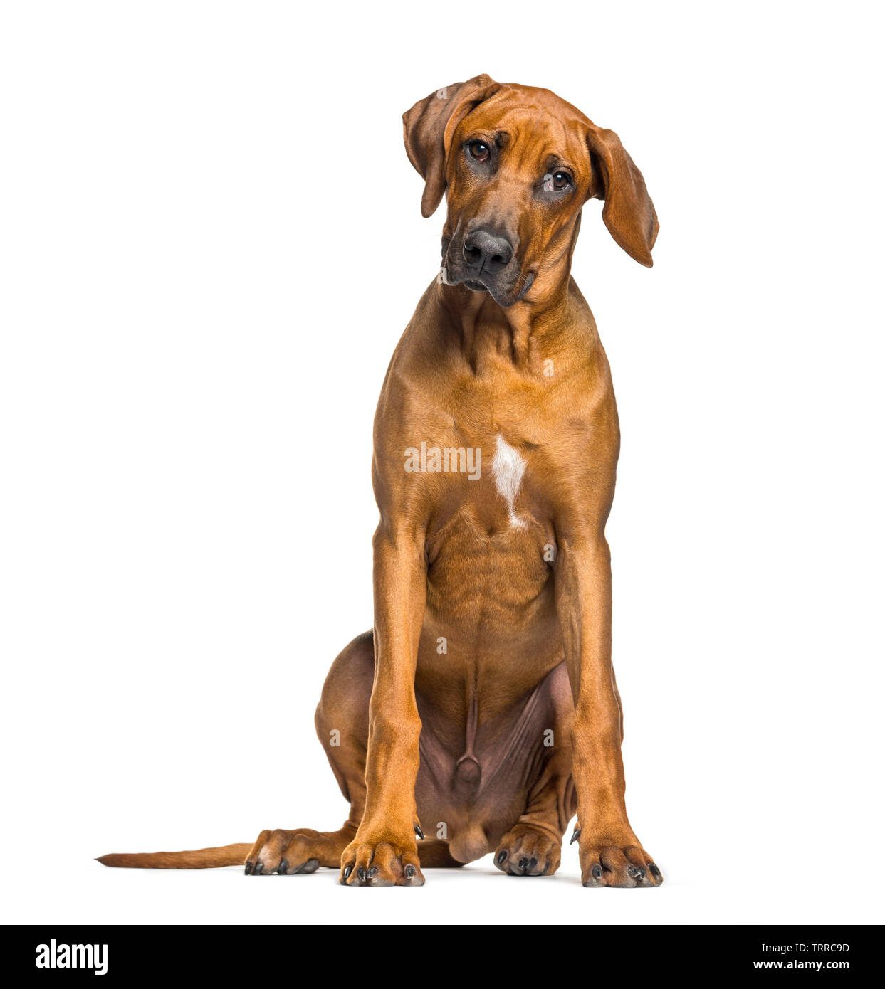 5 month old rhodesian ridgeback sales
