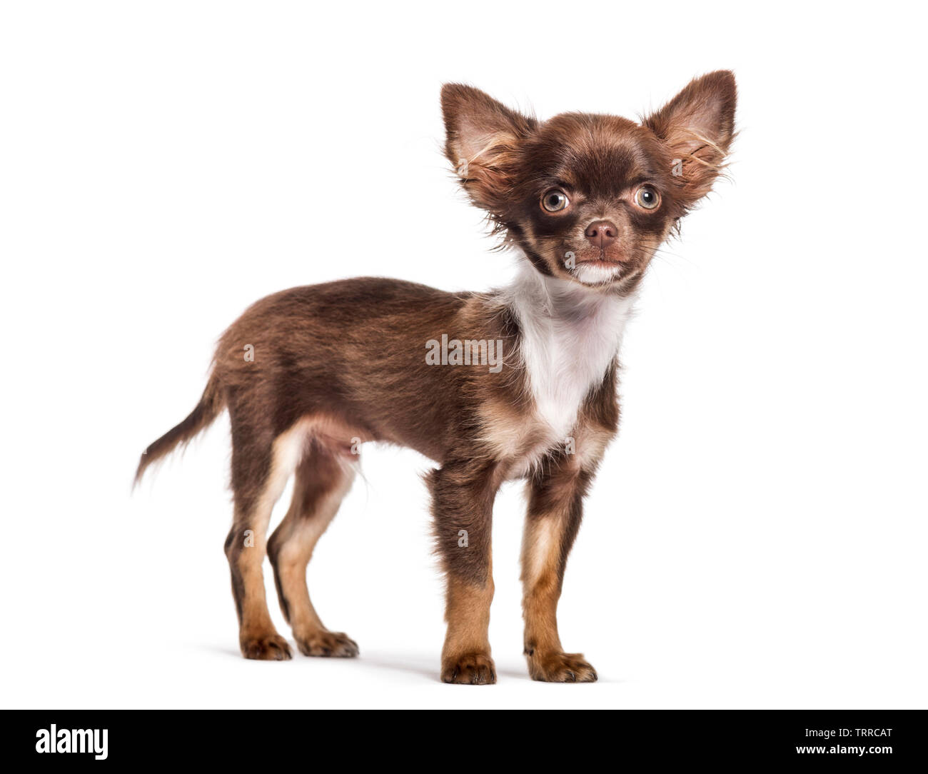 4 month old chihuahua