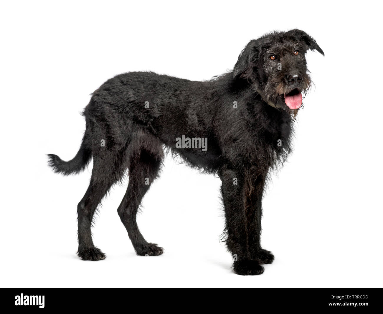 Bouvier des Flandres, 9 years old, in front of white background Stock Photo