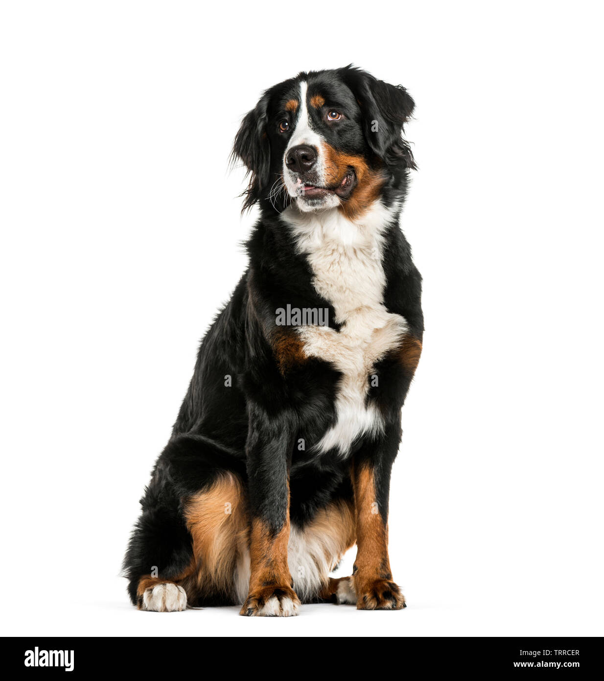 Bernese Mountain Dog sitting in front of white background Stock Photo ...