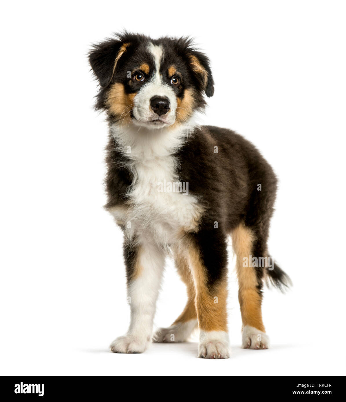 Shepherd dog puppy standing Cut Out Stock Images & Pictures - Page 3 - Alamy
