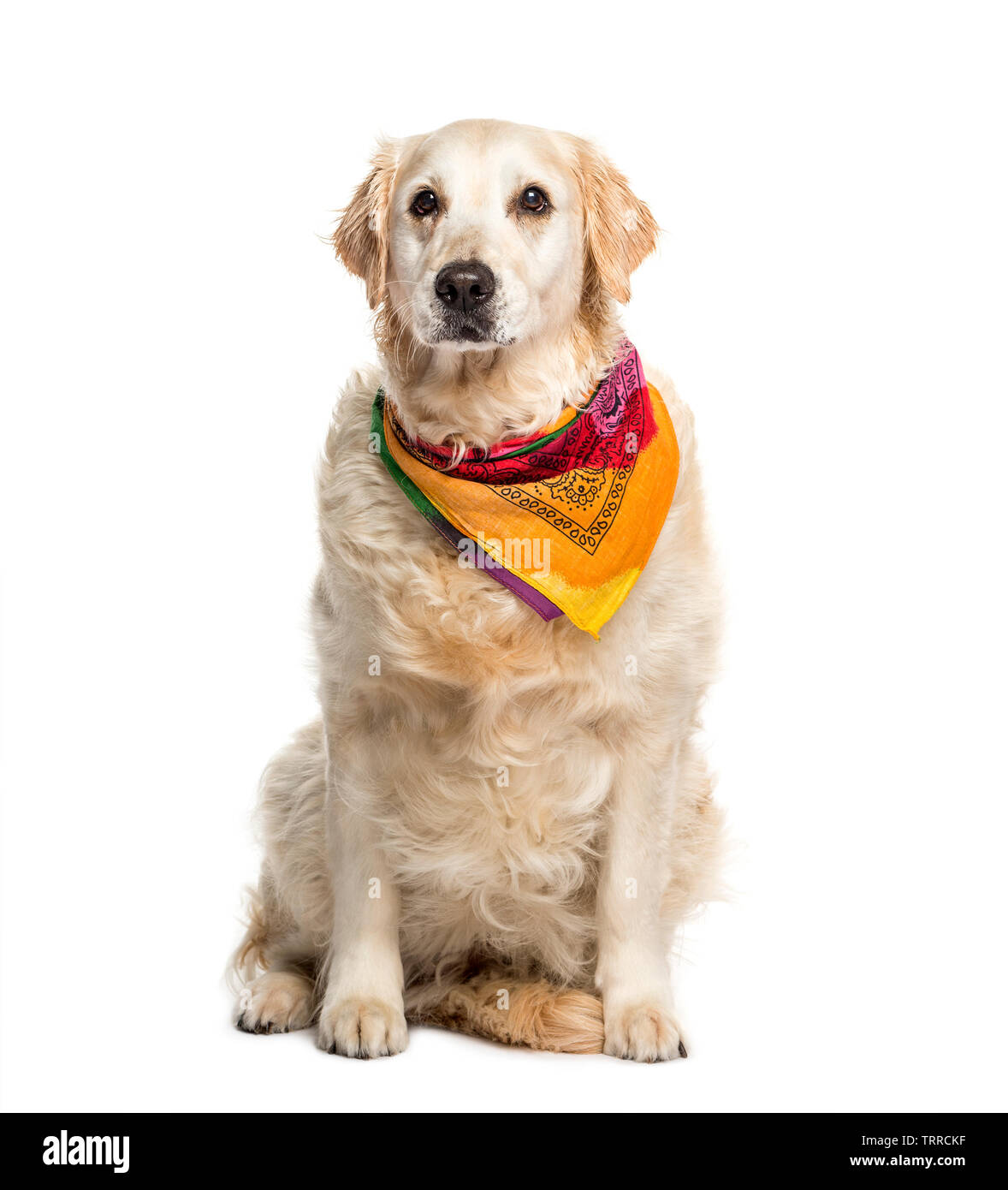 Golden Retriever sitting in front of white background Stock Photo - Alamy