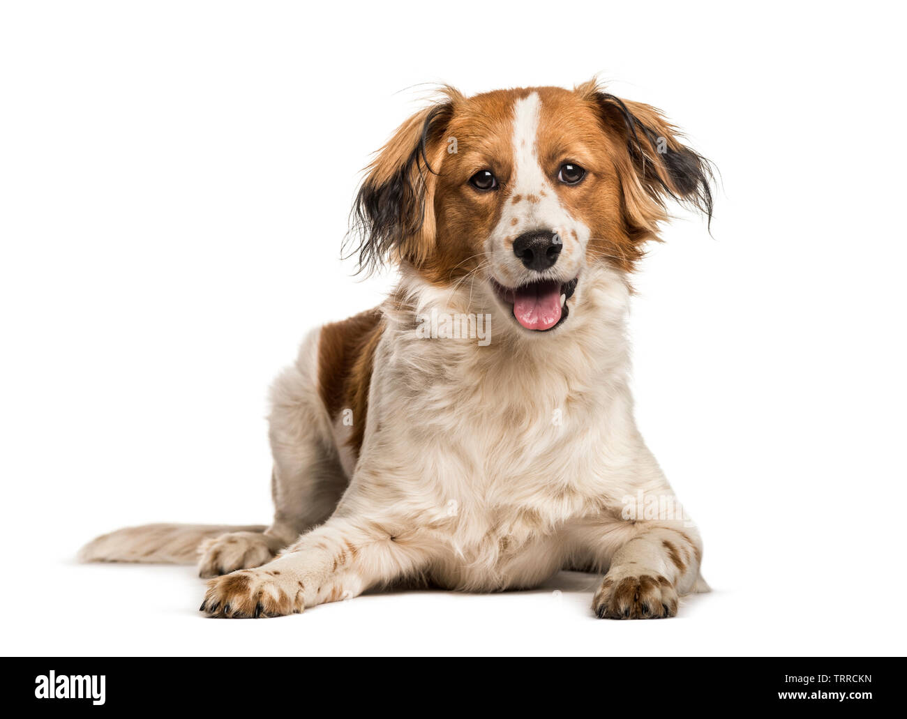 Mixed-breed dog looking at camera against white background Stock Photo ...
