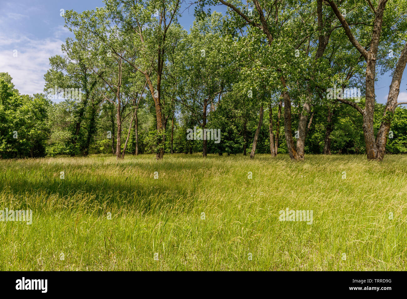Tall grass in a field. Stock Photo