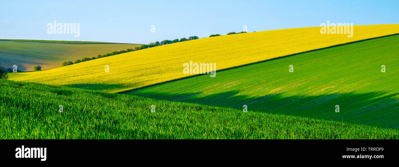 Sussex rolling hills with rape field crops and green early wheat in the long rolling fields, the light is low casting high lights and long shadows on Stock Photo