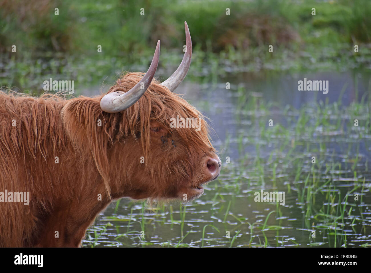 Highland cow in water hi-res stock photography and images - Alamy